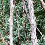 Larix laricina 樹皮