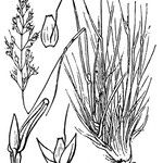 Agrostis rupestris Muu