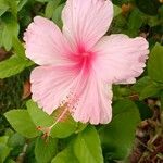 Hibiscus genevii Floare