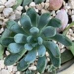 Pachyphytum bracteosum পাতা