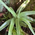 Aloe veraFuelha