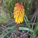 Kniphofia uvariaFlower