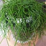 Rhipsalis cereuscula Hoja