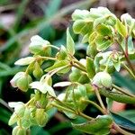 Helleborus foetidus Hábito