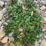 Veronica anagallis-aquatica موطن