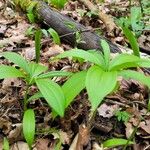 Lilium martagon 葉