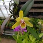 Cattleya luteolaΛουλούδι