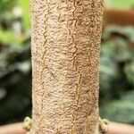 Sanchezia sanmartinensis Corteza
