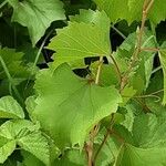 Vitis riparia Folha