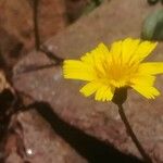 Hypochaeris robertia Flower