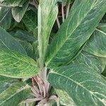 Aglaonema costatum Blatt