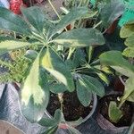 Schefflera arboricola Blomma