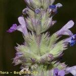 Nepeta caerulea Flower