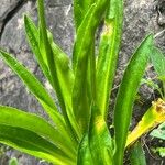 Primula parryi Leaf