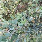 Leptospermum laevigatum Likasa