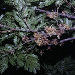 Zygia racemosa Leaf