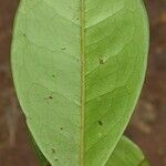 Austrobuxus ellipticus Leaf
