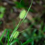 Carex squarrosa Fruit