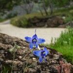 Delphinium tatsienense Flower