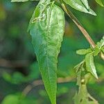 Brickellia eupatorioides List