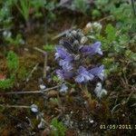 Orobanche nana Кветка