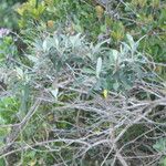 Buddleja saligna Leaf