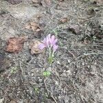Colchicum stevenii 花