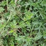 Glandularia tenera Leaf