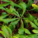 Myrica cerifera Levél