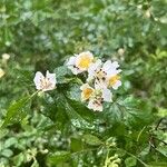 Rosa multifloraFlower