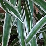 Chlorophytum comosum List