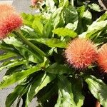 Scadoxus multiflorus Φύλλο