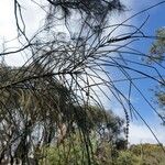 Casuarina equisetifoliaЛіст