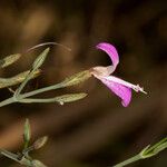 Dicliptera hensii Flower