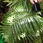 Blechnum subcordatum