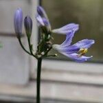 Agapanthus africanus Blomma