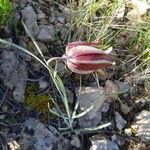 Fritillaria lusitanica Цвят