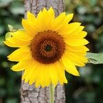 Helianthus petiolaris Flower