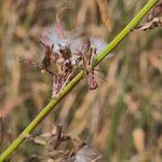 Lactuca inermis Плод