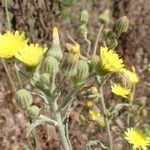 Andryala integrifolia Flor