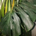 Monstera deliciosa Leaf