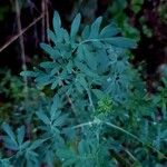 Ruta chalepensis Hoja