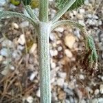 Marrubium vulgare خشب