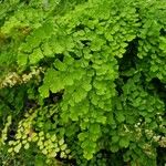 Adiantum raddianum Leaf