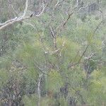 Grevillea pteridifolia Habitat