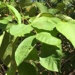 Holarrhena pubescens Feuille