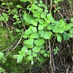 Adiantum jordanii Celota