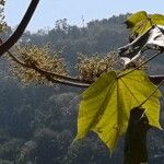 Sterculia urens Blatt