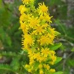 Solidago puberula