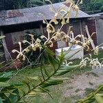 Vanda tricolor Λουλούδι